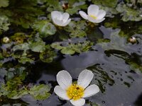 Ranunculus pseudofluitans 5, Basterdwaterranonkel, Saxifraga-Ed Stikvoort