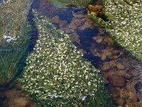 Ranunculus pseudofluitans 6, Basterdwaterranonkel, Saxifraga-Ed Stikvoort