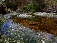Ranunculus pseudofluitans 7, Basterdwaterranonkel, Saxifraga-Ed Stikvoort
