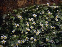 Ranunculus pseudofluitans 8, Basterdwaterranonkel, Saxifraga-Ed Stikvoort