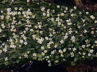 Ranunculus pseudofluitans 9, Basterdwaterranonkel, Saxifraga-Ed Stikvoort