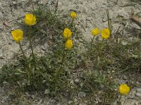 Ranunculus psilostachys 2, Saxifraga-Willem van Kruijsbergen