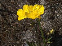 Ranunculus repens 10, Kruipende boterbloem, Saxifraga-Jan van der Straaten