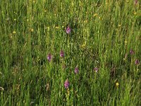 Ranunculus repens 17, Kruipende boterbloem, Saxifraga-Hans Boll