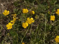 Ranunculus repens 17, Kruipende boterbloem, Saxifraga-Jan van der Straaten