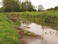 Ranunculus repens 21, Kruipende boterbloem, Saxifraga-Hans Boll