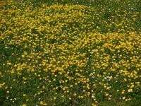Ranunculus repens 25, Kruipende boterbloem, Saxifraga-Ed Stikvoort
