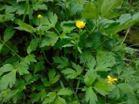 Ranunculus repens 31, Kruipende boterbloem, Saxifraga-Ed Stikvoort
