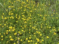 Field with Creeping buttercup (Ranunculus repens)  Field with Creeping buttercup (Ranunculus repens) : field, Creeping buttercup, buttercup, buttercups, Ranunculus repen, ranunculus, yellow, many, flower, flowers, flowering, in flower, in bloom, blooming, spring, springtime, summer, summertime, beauty, beautiful, beauty in nature, growth, nature, natural, outside, outdoor, nobody, no people