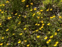 Ranunculus repens 41, Kruipende boterbloem, Saxifraga-Jan van der Straaten