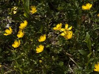 Ranunculus repens 42, Kruipende boterbloem, Saxifraga-Jan van der Straaten