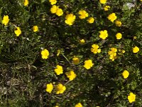 Ranunculus repens 43, Kruipende boterbloem, Saxifraga-Jan van der Straaten