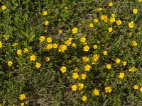 Ranunculus repens 44, Kruipende boterbloem, Saxifraga-Jan van der Straaten
