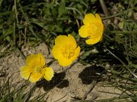 Ranunculus repens 6, Kruipende boterbloem, Saxifraga-Willem van Kruijsbergen