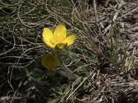 Ranunculus sardous 33, Behaarde boterbloem, Saxifraga-Willem van Kruijsbergen
