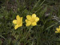 Ranunculus sardous 34, Behaarde boterbloem, Saxifraga-Willem van Kruijsbergen