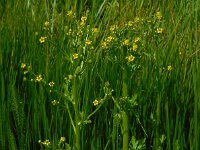 Ranunculus sceleratus 12, Blaartrekkende boterbloem, Saxifraga-Ed Stikvoort