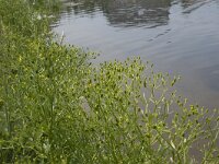 Ranunculus sceleratus 15, Blaartrekkende boterbloem, Saxifraga-Willem van Kruijsbergen