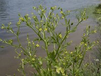 Ranunculus sceleratus 16, Blaartrekkende boterbloem, Saxifraga-Willem van Kruijsbergen