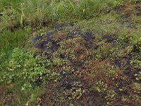 Ranunculus sceleratus 9, Blaartrekkende boterbloem, Saxifraga-Hans Boll