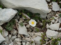Ranunculus seguieri 2, Saxifraga-Willem van Kruijsbergen