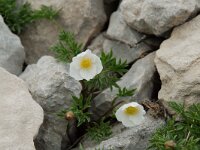 Ranunculus seguieri 4, Saxifraga-Willem van Kruijsbergen
