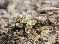 Ranunculus seguieri 8, Saxifraga-Luuk Vermeer