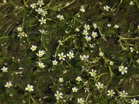Ranunculus trichophyllus 2, Saxifraga-Willem van Kruijsbergen