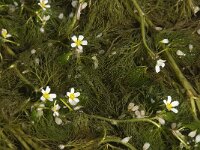 Ranunculus trichophyllus 3, Saxifraga-Willem van Kruijsbergen