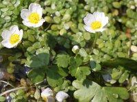 Ranunculus trichophyllus 5, Saxifraga-Rutger Barendse