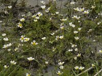 Ranunculus trichophyllus 8, Saxifraga-Willem van Kruijsbergen