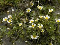 Ranunculus trichophyllus 9, Saxifraga-Willem van Kruijsbergen