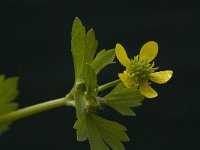 Ranunculus trilobus 2, Saxifraga-Willem van Kruijsbergen