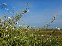 Raphanus raphanistrum 11, Knopherik, Saxifraga-Ed Stikvoort