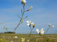 Raphanus raphanistrum 12, Knopherik, Saxifraga-Ed Stikvoort
