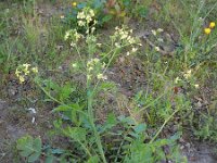 Raphanus raphanistrum 13, Knopherik, Saxifraga-Ed Stikvoort