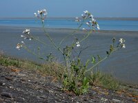 Raphanus raphanistrum 15, Knopherik, Saxifraga-Ed Stikvoort
