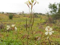 Raphanus raphanistrum 19, Knopherik, Saxifraga-Ed Stikvoort