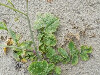 Raphanus raphanistrum 26, Knopherik, Saxifraga-Rutger Barendse