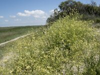 Raphanus raphanistrum 32, Knopherik, Saxifraga-Willem van Kruijsbergen