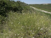 Raphanus raphanistrum 33, Knopherik, Saxifraga-Willem van Kruijsbergen