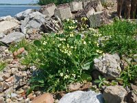 Raphanus raphanistrum 37, Knopherik, Saxifraga-Hans Grotenhuis