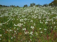 Raphanus raphanistrum 5, Knopherik, Saxifraga-Ed Stikvoort