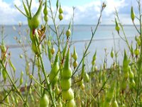 Raphanus raphanistrum ssp landra 22, Zeeradijs, Saxifraga-Ed Stikvoort