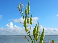 Raphanus raphanistrum ssp landra 23, Zeeradijs, Saxifraga-Ed Stikvoort