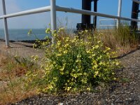 Raphanus raphanistrum ssp landra 40, Zeeradijs, Saxifraga-Ed Stikvoort