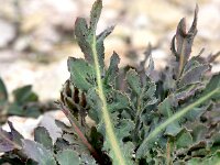 Reichardia gaditana 11, Saxifraga-Sonja Bouwman  Reichardia gaditana - Asteraceae familie