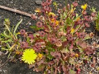 Reichardia ligulata 2, Saxifraga-Hans Grotenhuis