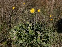Reichardia picroides 3, Saxifraga-Peter Meininger