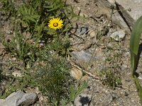 Reichardia tingitana 10, Saxifraga-Willem van Kruijsbergen